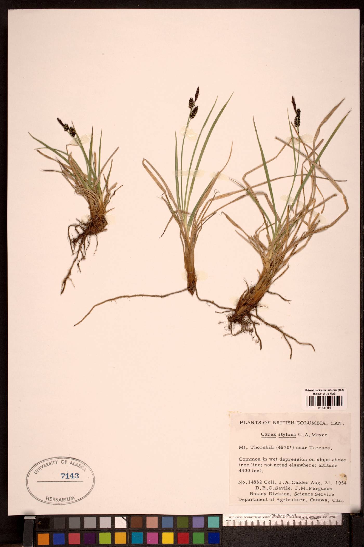 Carex stylosa image