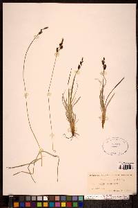 Carex stylosa image