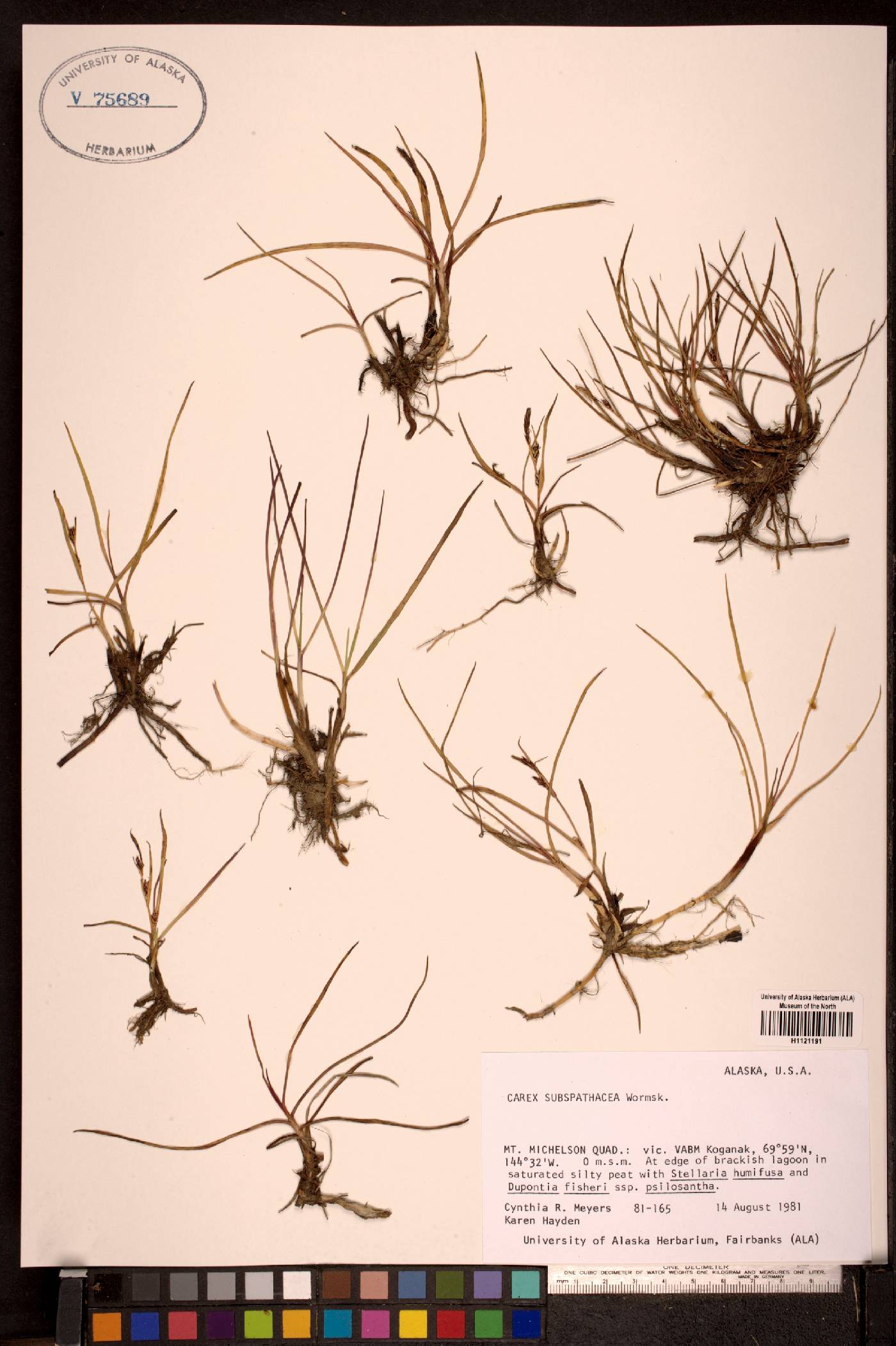 Carex subspathacea image
