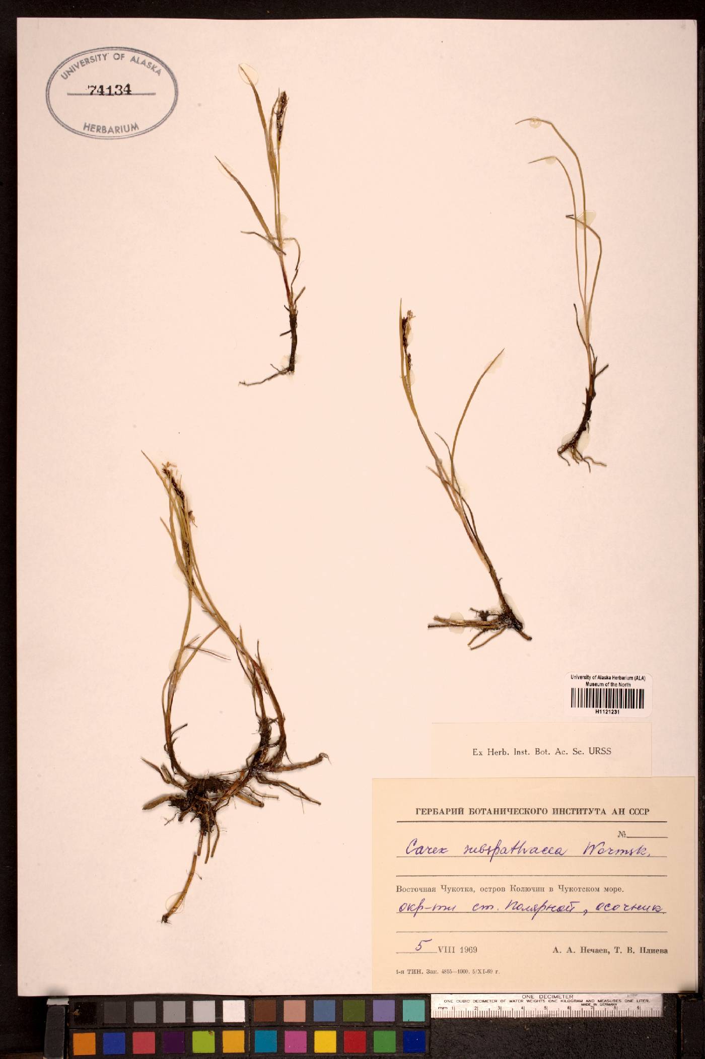 Carex subspathacea image