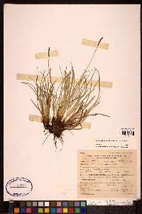 Carex scirpoidea image