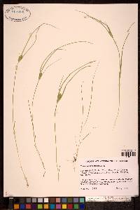 Carex sychnocephala image