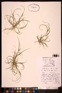 Carex sychnocephala image