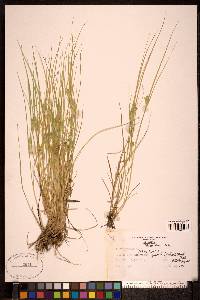 Carex sychnocephala image