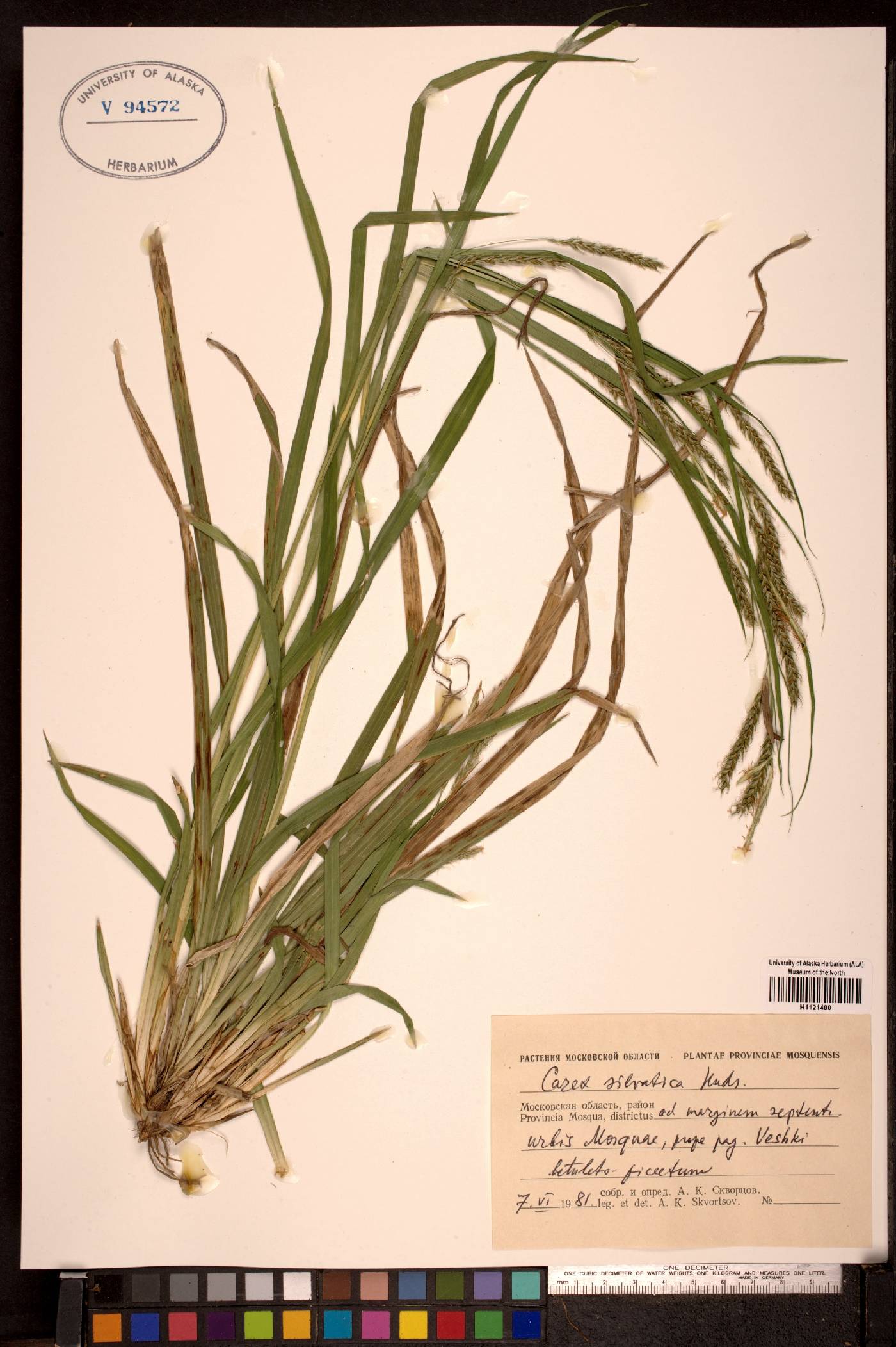 Carex sylvatica image