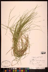 Carex trisperma image