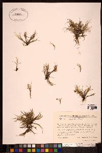 Carex ursina image