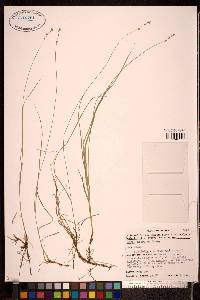 Carex disperma image