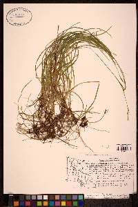 Carex vaginata image