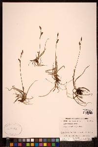 Carex vaginata image