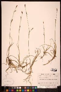 Carex vaginata image