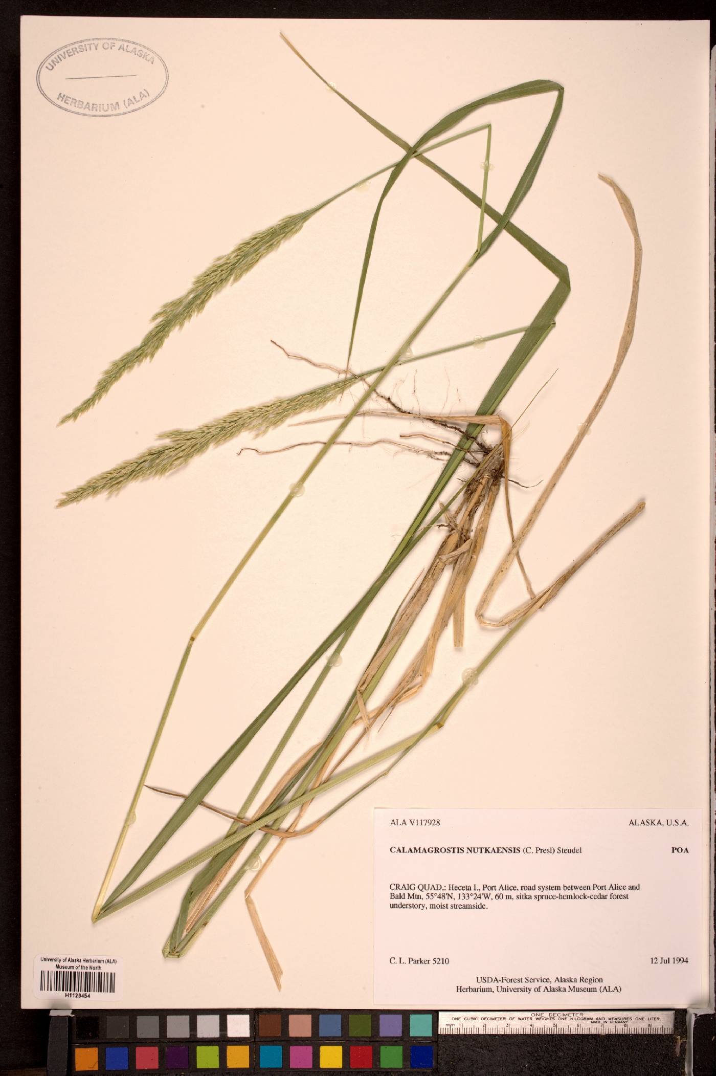 Calamagrostis nutkaensis image