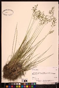 Festuca rubra image