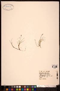Carex parallela image