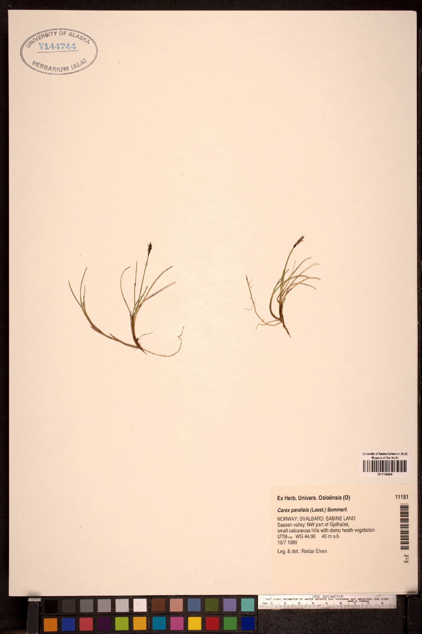 Carex parallela image