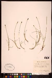 Carex parallela image