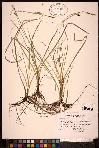 Carex panicea image