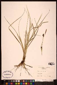 Carex panicea image