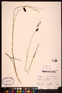 Carex saxatilis image