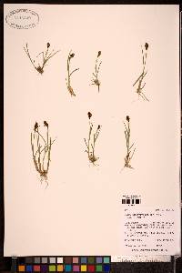 Carex lachenalii image