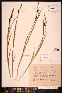 Carex saxatilis image