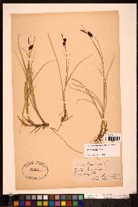 Carex saxatilis image