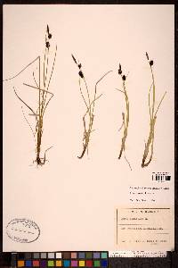 Carex saxatilis image