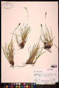 Carex scirpoidea image