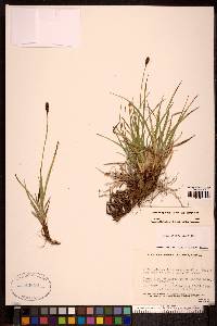 Carex scirpoidea image