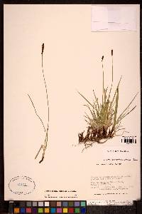 Carex scirpoidea image