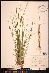 Carex serotina image