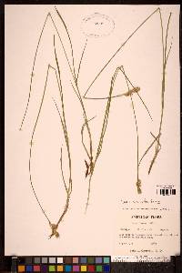 Carex siccata image