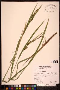 Carex sitchensis image
