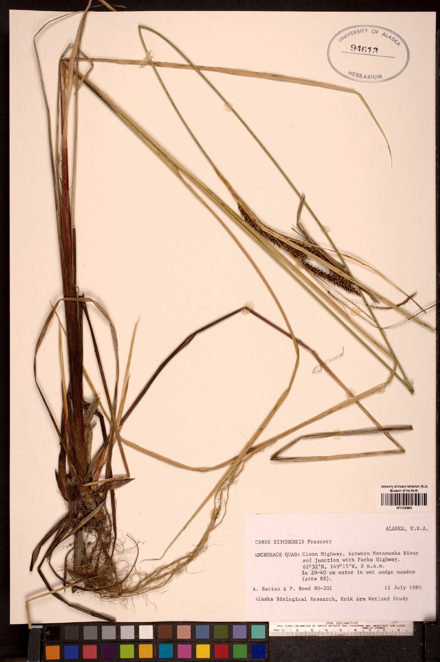 Carex sitchensis image