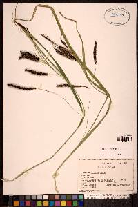 Carex sitchensis image