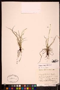 Carex capillaris image