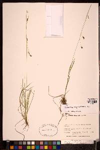 Carex capillaris image