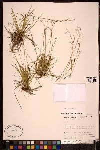 Carex capillaris image