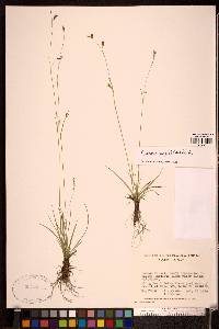 Carex capillaris image