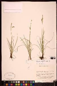 Carex capillaris image