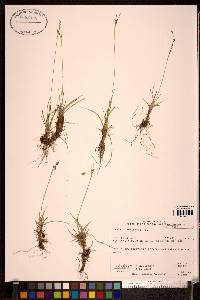 Carex capillaris image