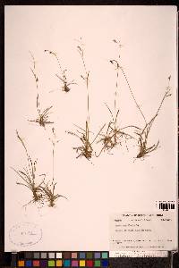 Carex capillaris image