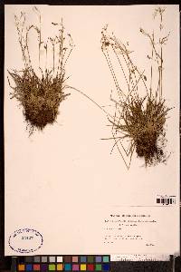 Carex capillaris image