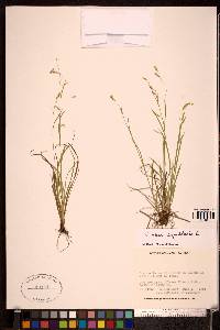 Carex capillaris image