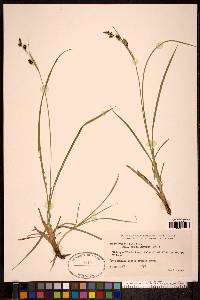 Carex stylosa image