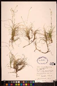 Carex eburnea image