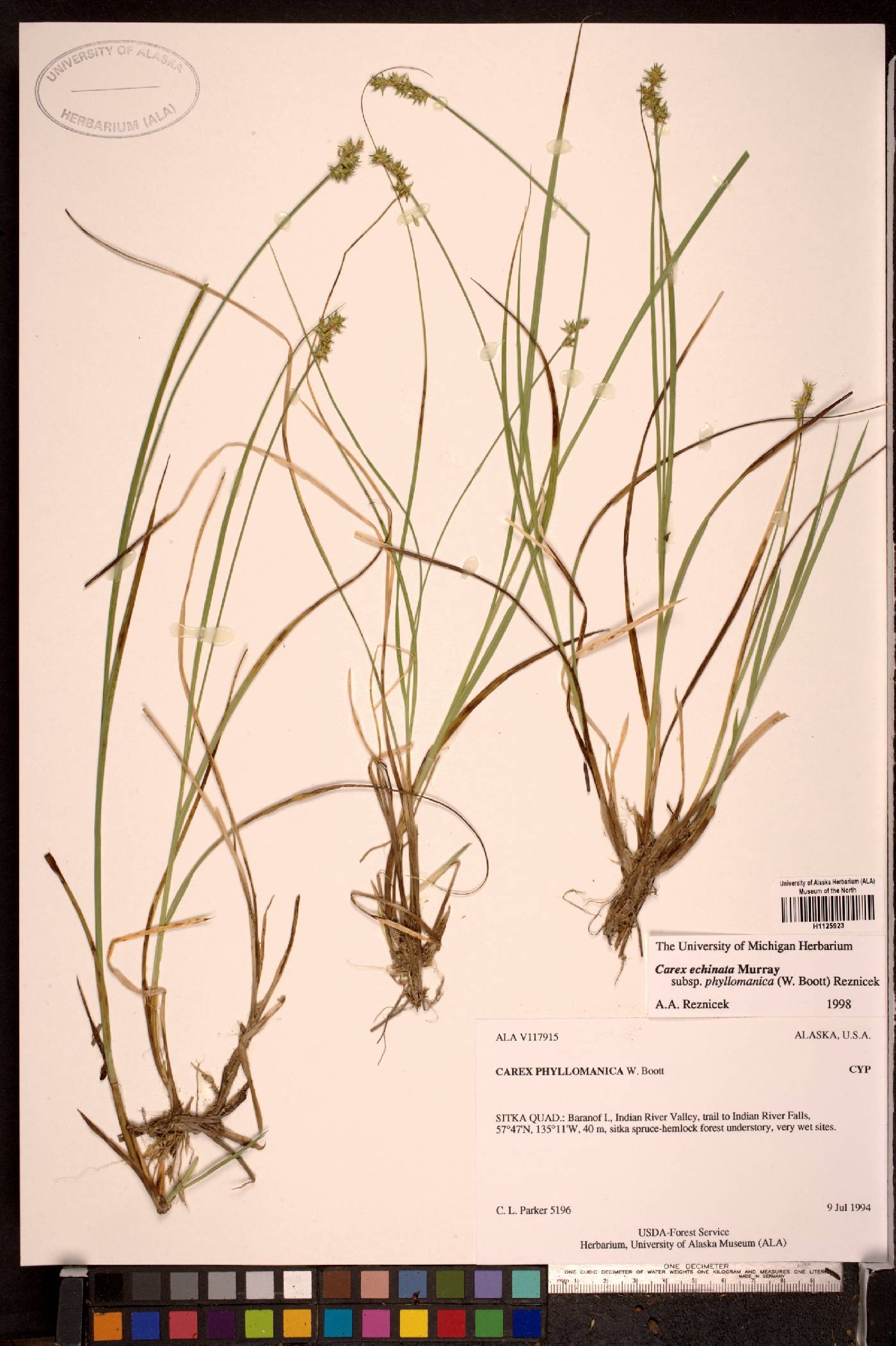 Carex phyllomanica image