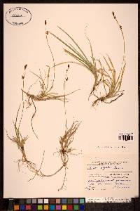 Carex vaginata image