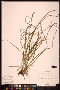 Carex vaginata image