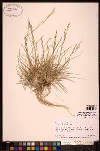 Deschampsia sukatschewii image